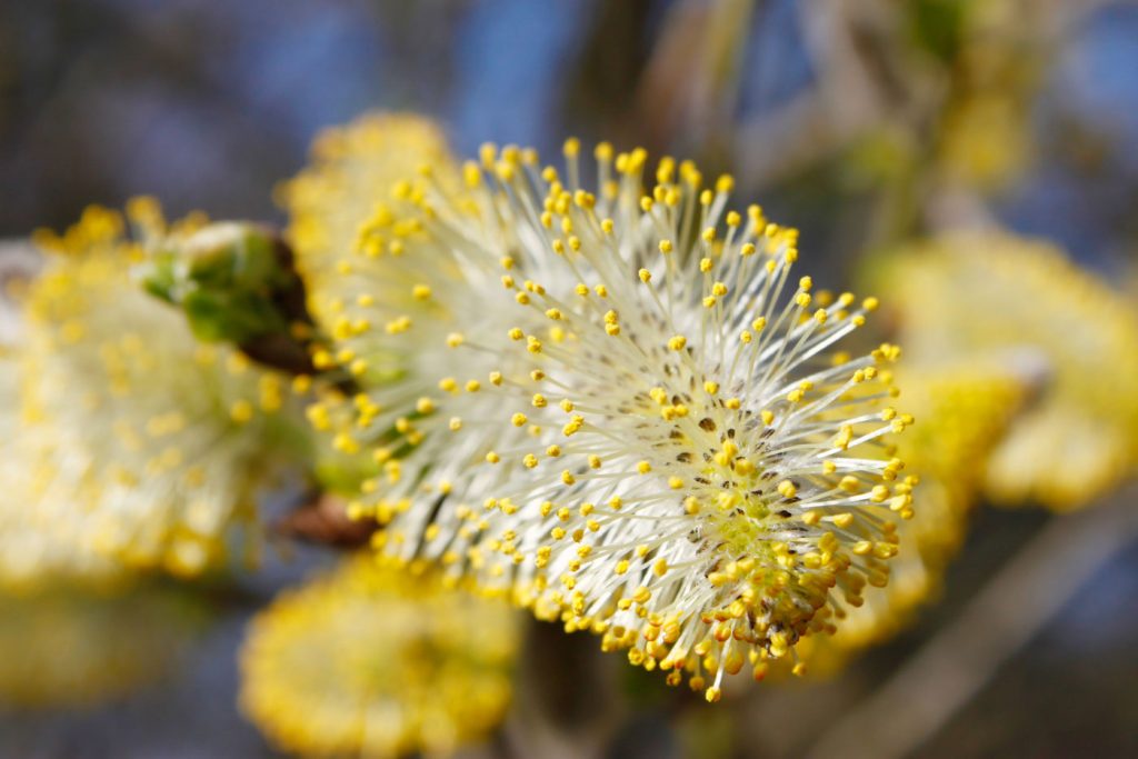 Das gibt es doch nicht. Diese flauschigen kleinen hellgelben Dinger, die da an den Weidenzweigen wachsen und uns sagen, so das war's mit dem Winter, jetzt kommt endlich wieder der Frühling.